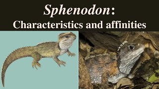 Sphenodon  Sphenodon punctatus  Tuatara  Rhynchocephalia [upl. by Urien]