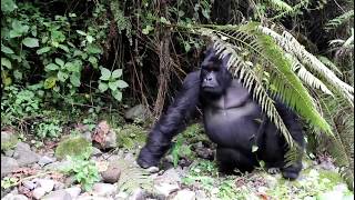 Mountain Gorilla Groups of DR Congo  Yellow Zebra Safaris [upl. by Erimahs]