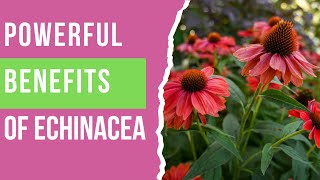 Echinacea Benefits You Need to Know Natural Immunity amp Wellness Boost [upl. by Nodnyl5]