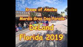 Krewe of Amalee Mardis Gras Dog Parade DeLand Florida 2019 [upl. by Aizirk]