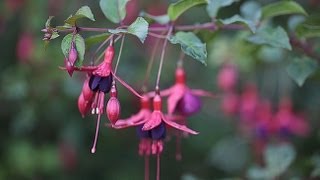 Fin dhivernage  la sortie des fuchsias [upl. by Enileuqaj]