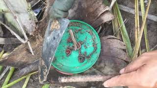 ASRM Clearing Catch find Dung Beetle  Millipedes Worm insects ASRM Super insects Millipedes005 [upl. by Madlen]