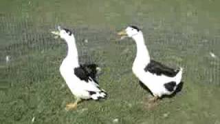 Black Magpie Ducks [upl. by Carolynn]