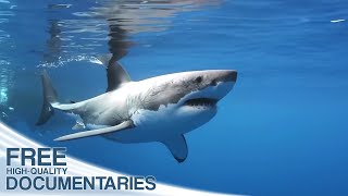 Wild Pacific  The Beauty of Life  Full Documentary [upl. by Enelia]