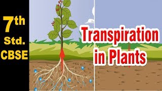 Class 7  Transpiration in Plants  Science  NCERT  CBSE Board  Home Revise [upl. by Vaden]