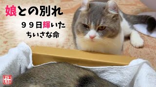 永眠した娘を必死に起こそうとする父猫〜我が子との早すぎる別れ。 [upl. by Kelwen]