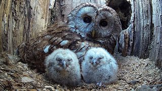 Wild Tawny Owls Adopt 6 Orphaned Owlets  Full Story  Luna amp Bomber  Robert E Fuller [upl. by Hewart410]