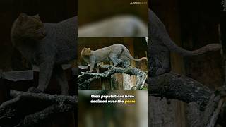 Jaguarundi  The Elusive Wildcat of the Americas [upl. by Haymes744]