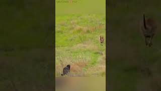 जब मां kangaroo 🦘 एक जंगली wolf 🐺 से भाग rhi थी तब baby kangaroo 🦘 गलती से pooch से गिर जाता hai😮🥹 [upl. by Enalahs]