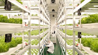 farming is science process of growing fresh vegetables by Korean scientists [upl. by Neivad627]