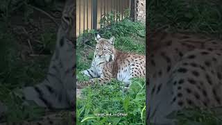 Marusya is Sitting on the Grass lynx bigcat [upl. by Torhert]