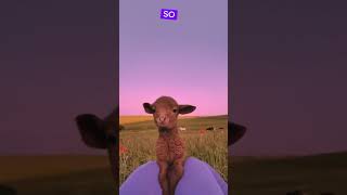 Sheeps Facts youtubeshorts viralshorts [upl. by Caron798]