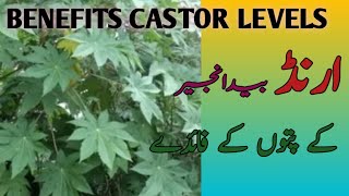 AMAZING HEALTH BENEFITS OF CASTOR LEAVES Seeds amp Oil Arandi ke patte ke fayde in Urdu Hindi [upl. by Volin]