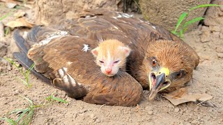 Falcon Adopted Baby Cats after they lost their mother Just unbelieveble [upl. by Ymmij471]