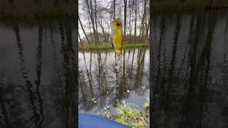 Trout fishing fishing fishingvideo рибалка youtube [upl. by Metah677]