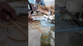 Evacuation of rumen fluid in a Ruminal Acidosis cow [upl. by Modnarb]