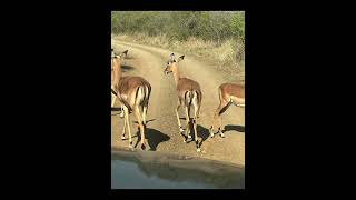 HLUHLUWE UMFOLOZI PARKBIG 5 DAY PASS SELF DRIVEVISIT [upl. by Ledah]