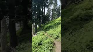 Mushkpuri amp Miranjani Track Guide Mushkpuri nathiagali miranjani [upl. by Adoc587]