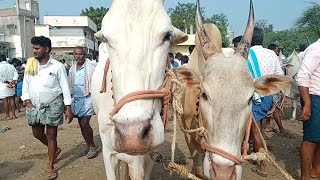 Yemmiganur market  Khilari bulls video  price 90000 thousand [upl. by Annaj416]