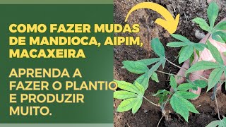 Como fazer mudas e o plantio de mandioca aipim macaxeira [upl. by Samau217]