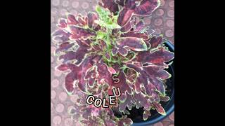 Coleus Plant  Different Varieties  Blossom Nature Garden  Shorts [upl. by Ardnalac435]