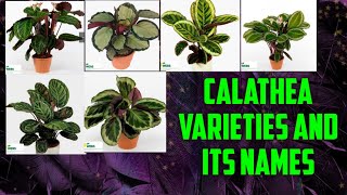 Calathea Varieties And Its Names [upl. by Oneg]