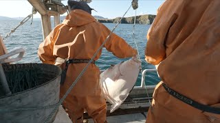 Snagged Line and Some Big Fish  2023 Alaska Halibut Season [upl. by Hsirap]