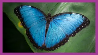 Blue Morpho Butterfly [upl. by Elianore]