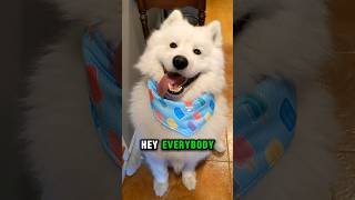 My Samoyeds Monday Meltdown samoyed dog shorts funny [upl. by Skillern]