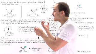 Introduction to Amino Acids [upl. by Orville]