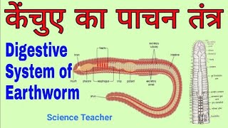 Digestive System of Earthworm Structure of alimentary canal Physiology Earthworm digestive system [upl. by Cnut]