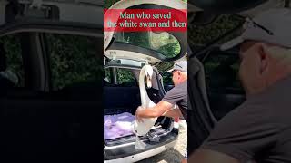 Man who saved the white swan and then shorts swan shortvideo viralvideo animals shortvideo [upl. by Nylcaj425]