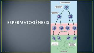 LA GAMETOGÉNESIS ESPERMATOGÉNESIS Y OVOGÉNESIS biología 10º [upl. by Monda921]