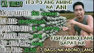 162 CAVANS ang NAANI SA 1 HECTARE C18 INBRED VARIETY  910 MTHA [upl. by Romain283]