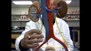 urinary system model [upl. by Ardnahc844]