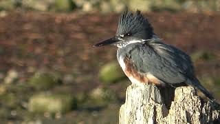 Belted Kingfisher at Roberts Creek 102224 [upl. by Jilly962]