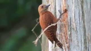 Rufous Woodpecker chiselling a nest cavity  by Dani M Queddeng [upl. by Quincy73]