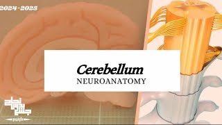 Cerebellum Neuroanatomy Lec 3 [upl. by Ahsinyar]