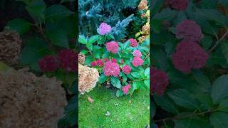 Hydrangea garden in late fall 💚❤️💙November 2 2024 hydrangea  hydrangeas hydrangeagarden [upl. by Countess]