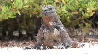 Galápagos finch is cleaning a marine iguana [upl. by Chae901]