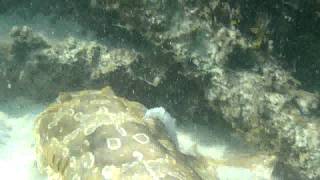 Wobbegong Shark in Moreton bay [upl. by Otilegna751]