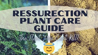 Resurrection Plant Rose Of Jericho Time Lapse  Care Guide [upl. by Milak427]