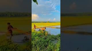 গ্রামের প্রকৃতির সৌন্দর্য ।viralvideo ringtone love shorts bangladesh [upl. by Eeltrebor]