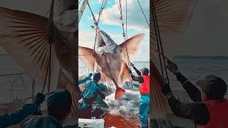 Giant Sea Monsters Caught by Fishermen 🐙🎣GiantSeaCreatures FishingDiscoveries OceanMysteries [upl. by Ataliah428]