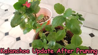 Update on the Kalanchoe After Hard Pruning [upl. by Notyard]