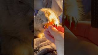 Fuzzy fluffy Poppy the Pumpkin eating Prairie Dog 🎃❤️🤗 prairiedog cute [upl. by Capriola]