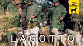 LAGOTTO ROMAGNOLO trailer documentario [upl. by Story]