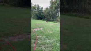 Lulu is THE best at fetch 🎾🐕🩵 trurescue [upl. by Valentino]