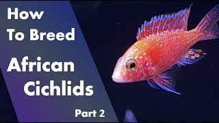 Breeding African Cichlids  Tank Setup and Fish Part 2 [upl. by Anoif]