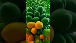 papaya fruitkannada ದಯವಿಟ್ಟು ಯುಟ್ಯೂಬ್ ಚಾನೆಲ್ ಅನ್ನು ಸಬ್ಸ್ಕ್ರೈಬ್ ಮಾಡಿ [upl. by Larual]